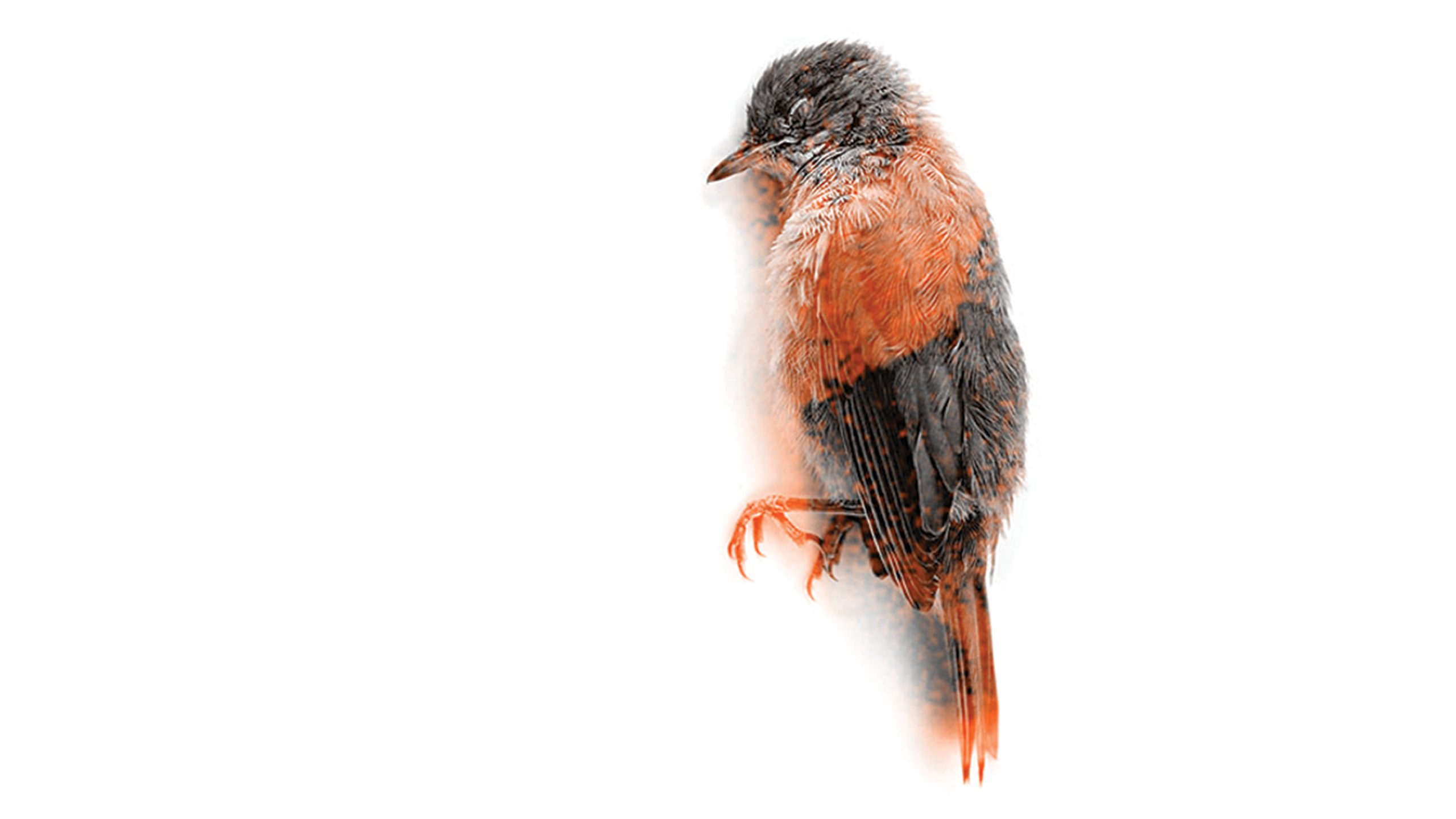 We SHAPE brands & give them COLOUR